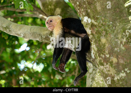 Gescheckte oder White-faced Kapuziner (Cebus Capucinus), schlafend auf einem Zweig, Nationalpark Manuel Antonio, Central Pacific Coast Stockfoto