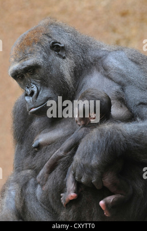 Flachlandgorilla (Gorilla Gorilla Gorilla), Mutter und Baby, Gefangenschaft, Afrikanische Arten, Zootiere, Niedersachsen Stockfoto