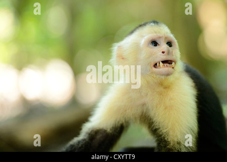Gescheckte oder White-faced Capuchin (Cebus Capucinus), Manuel Antonio Nationalpark, Costa Rica, Mittelamerika Stockfoto