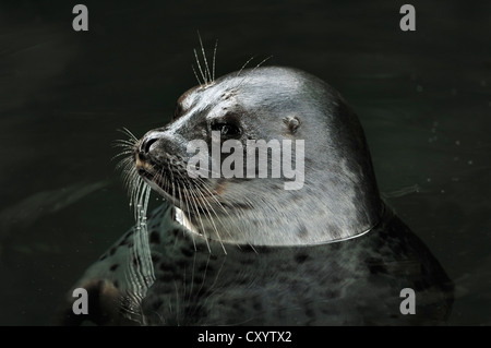 Baltischen Ringelrobbe (Pusa Hispida Botnica, Phoca Hispida Botnica), gefunden in der Ostsee gefangen Stockfoto