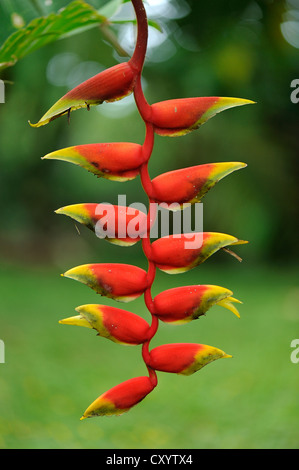 Hummergreifer, False Vogel des Paradieses (Heliconia Rostrata), Manuel Antonio Nationalpark, Costa Rica, Mittelamerika Stockfoto