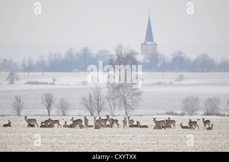 Europäische Rehe (Capreolus Capreolus), Herde Hirsche in freier Wildbahn, Niedersachsen Stockfoto