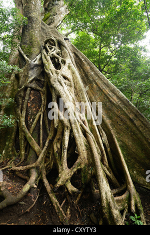 Strebepfeiler Wurzeln des fremden Feigen (Ficus Untergattung Urostigma) im Rincon De La Vieja Nationalpark, Guanacaste, Costa Rica Stockfoto