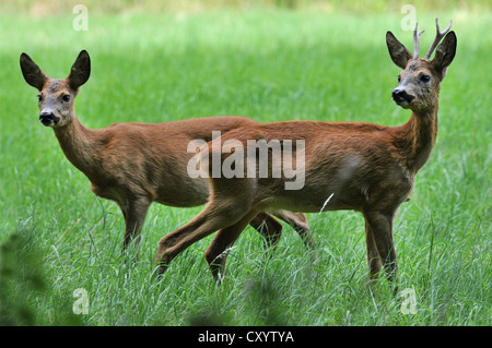 Europäische Rehe (Capreolus Capreolus), Buck und Doe, in freier Wildbahn, Sachsen Stockfoto