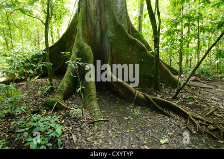 Kapok-Baum (Ceiba Pentandra) im tropischen Regenwald, Rincon De La Vieja Nationalpark, Guanacaste, Costa Rica Stockfoto