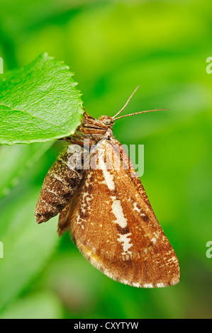 Weiß (Bupalus Piniaria), grenzt der Nationalpark Hoge Veluwe, Gelderland, Niederlande, Europa Stockfoto