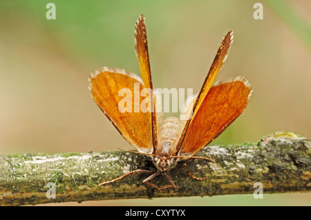 Weiß (Bupalus Piniaria), grenzt der Nationalpark Hoge Veluwe, Gelderland, Niederlande, Europa Stockfoto