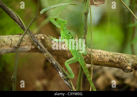 Gefiederte Basilisk, grüner Basilisk, Double crested Basilisk oder Jesus Christus Echse (Basiliskos Plumifrons), Weiblich Stockfoto