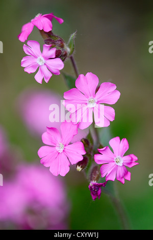 Rote Campion (Silene Dioica), Seleger Moor Marschland, Rifferswil, Schweiz, Europa Stockfoto