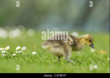 Junge Graylag Gans (Anser Anser), Gosling auf Nahrungssuche, Zug, Schweiz, Europa Stockfoto