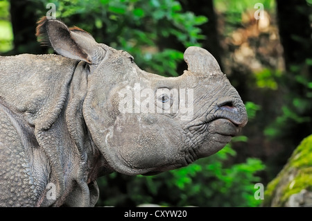 Panzernashorn (Rhinoceros Unicornis), Porträt, gefunden in Indien und Nepal, Gefangenschaft, Indien, Asien Stockfoto