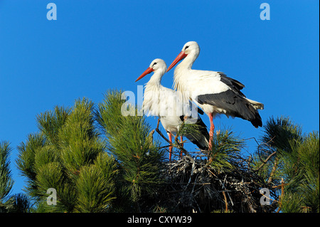 Weißstörche (Ciconia Ciconia) sitzt auf einem Nest, Muri, Schweiz, Europa Stockfoto