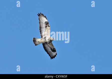 Rough-legged Buzzard (Buteo Lagopus), im Flug, Schwarzmeer Küste, Bulgarien, Europa Stockfoto