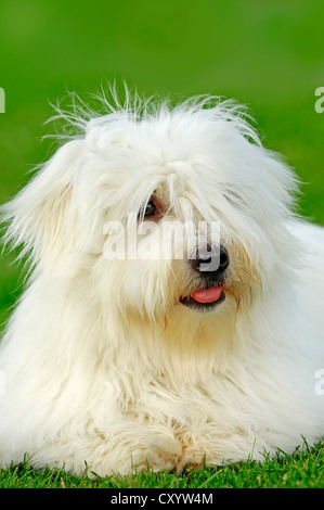 Coton de Tulear, Hund (Canis Lupus Familiaris) Stockfoto