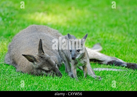 Red-necked Wallabies (Macropus Rufogriseus), Doe mit Joey, gefunden in Australien, Gefangenschaft, North Rhine-Westphalia Stockfoto