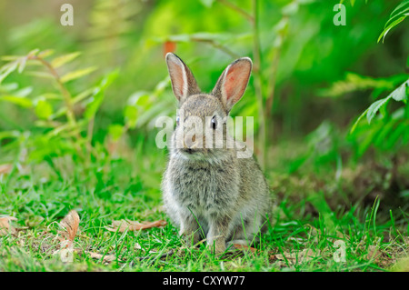 Europäischen Kaninchen (Oryctolagus Cuniculus), Kätzchen, North Rhine-Westphalia Stockfoto