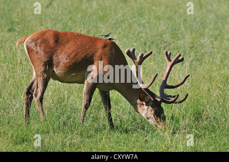 Rothirsch (Cervus Elaphus), Bachstelze (Motacilla Alba) sitzt auf dem Rücken und auf der Suche nach Insekten, staatliche Wildreservat Stockfoto