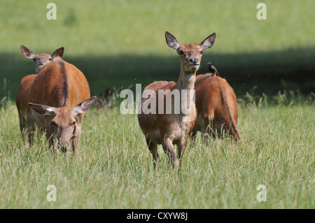 Rothirsch (Cervus Elaphus), bedeutet, Hirschkühe, staatliche Wildreservat Niedersachsen, PublicGround Stockfoto