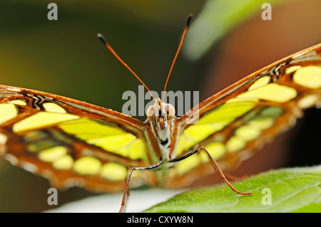 Malachit Schmetterling (Siproeta Stelenes), ursprünglich aus Südamerika, Gefangenschaft, Niederlande, Europa Stockfoto