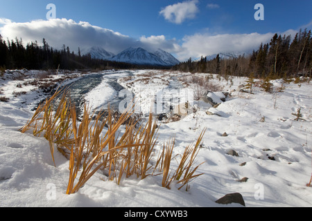 Erster Schnee am Quill Creek, St. Elias Mountains, Kluane Bereich hinter Kluane Nationalpark und Reserve, Yukon Territorium, Kanada Stockfoto