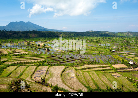 Reisfelder in der Nähe von Amlapura, ehemals Karangasem, Ost-Bali, Bali, Indonesien, Südostasien, Asien Stockfoto