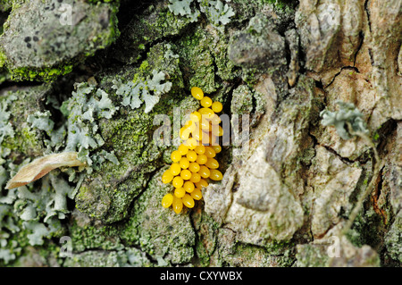 Sieben-Punkt-Marienkäfer oder sieben gefleckten Marienkäfer (Coccinella Septempunctata), Eiern auf Baumrinde, North Rhine-Westphalia Stockfoto