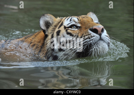 Sibirischer Tiger, Amur-Tiger (Panthera Tigris Altaica), Baden, Zoo, Niedersachsen Stockfoto