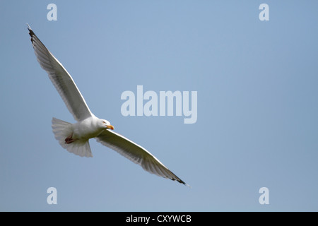 Europäische Silbermöwe (Larus Argentatus) im Flug, Insel Neuwerk von Cuxhaven, Hamburg-Wattenmeer Stockfoto