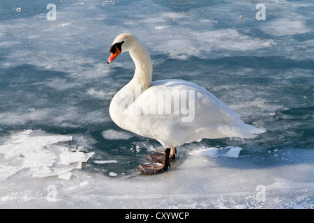 Schwan (Cygnus Olor) auf einem zugefrorenen Fluss stumm Stockfoto