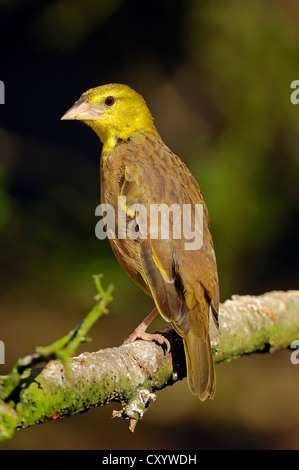 Dorf-Weber (Ploceus Cucullatus Sy Textor Cucullatus), Weiblich, ursprünglich aus Afrika, gefangen Stockfoto