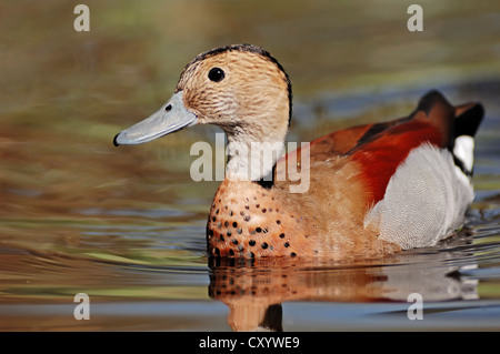 Beringt, Teal (Callonetta Leucophrys), Drake, stammt aus Südamerika, Flucht aus der Gefangenschaft, North Rhine-Westphalia Stockfoto