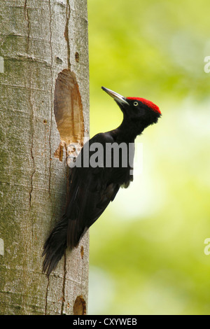 Schwarzspecht (Dryocopus Martius), männliche sitzen am Eingang des seiner Verschachtelung Loch, Neunkirchen, Siegerland Stockfoto