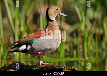 Beringt, Teal (Callonetta Leucophrys), Drake, stammt aus Südamerika, Flucht aus der Gefangenschaft, North Rhine-Westphalia Stockfoto