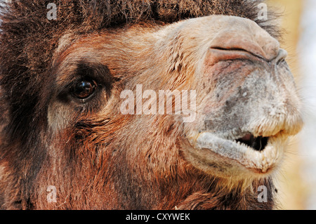 Baktrischen Kamel (Camelus Ferus Bactrianus Sy Camelus Bactrianus Bactrianus), Männlich, Porträt, ursprünglich aus Asien, gefangen Stockfoto