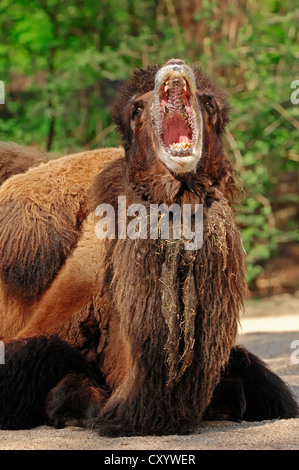 Baktrischen Kamel (Camelus Ferus Bactrianus Sy Camelus Bactrianus Bactrianus), Gähnen, Männlich, aus Asien, gefangen Stockfoto