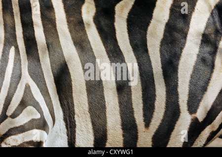 Chapman Zebra (Equus Quagga Chapmani Sy Equus Burchellii Chapmani), Detail des Mantels, ursprünglich aus Afrika, gefangen Stockfoto