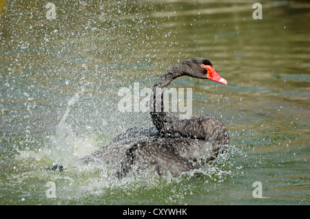 Schwarzer Schwan (Cygnus olor), Baden, gefunden in Australien, gefangen, aber entkommen, North Rhine-Westphalia Stockfoto