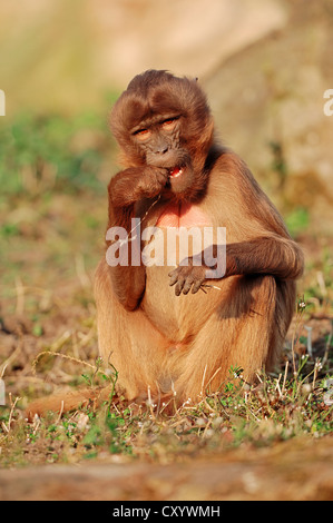 Gelada Pavian (Theropithecus Gelada), gefunden in Äthiopien, Gefangenschaft, Frankreich, Europa Stockfoto