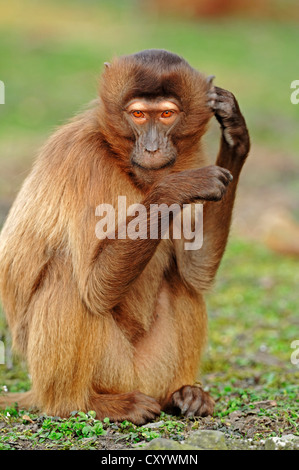 Gelada Pavian (Theropithecus Gelada), gefunden in Äthiopien, Gefangenschaft, Frankreich, Europa Stockfoto