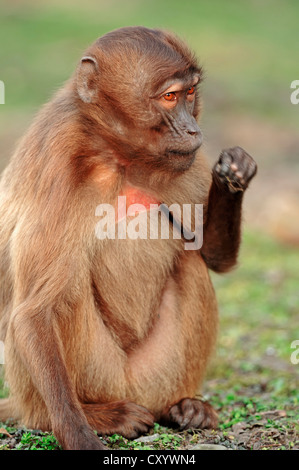 Gelada Pavian (Theropithecus Gelada), gefunden in Äthiopien, Gefangenschaft, Frankreich, Europa Stockfoto