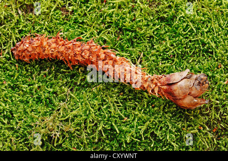 Kegel der eine Fichte (Picea Abies) gegessen durch ein Rotes Eichhörnchen (Sciurus Vulgaris), North Rhine-Westphalia Stockfoto