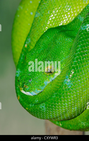 Grüner Baumpython (Hondropython Viridis, Morelia Viridis), gefunden in Neuguinea und Nordaustralien, Gefangenschaft, Niederlande Stockfoto
