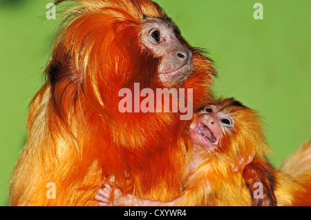 Unter der Leitung von goldenes Löwenäffchen (Leontopithecus Rosalia), Frau mit Kind, gefunden in Brasilien, Gefangenschaft, Niederlande, Europa Stockfoto