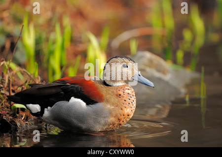 Beringter blaugrün (Callonetta Leucophrys), Drake, gefunden in Südamerika, gefangen aber entgangen, North Rhine-Westphalia Stockfoto