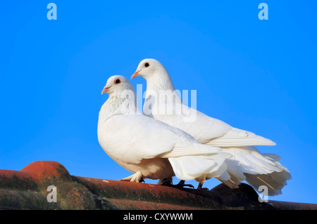 Wilde Taube (Columba Livia Forma Domestica), männliche und weibliche Durchführung der Balz, North Rhine-Westphalia Stockfoto