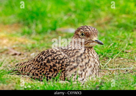 Gefleckte Thick-knee (Burhinus Capensis), brüten auf dem Nest gefunden in Afrika, Gefangenschaft, Niederlande, Europa Stockfoto