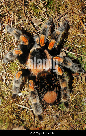 Mexican Redknee Vogelspinne (Brachypelma Smithi), ursprünglich aus Mexiko, Gefangenschaft, Bergkamen, Nordrhein-Westfalen Stockfoto