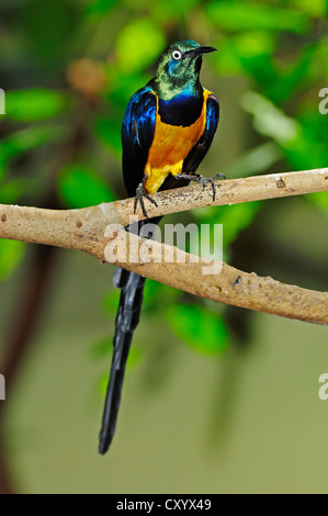 Golden-breasted Starling (Cosmopsarus Regius, Glanzstare Regius), gefunden in Afrika gefangen Stockfoto