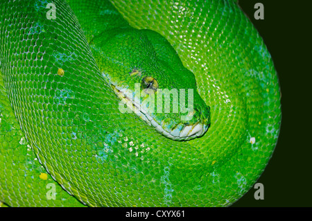 Grüner Baumpython (Chondropython Viridis, Morelia Viridis), gefunden in Neuguinea und Nordaustralien, gefangen Stockfoto