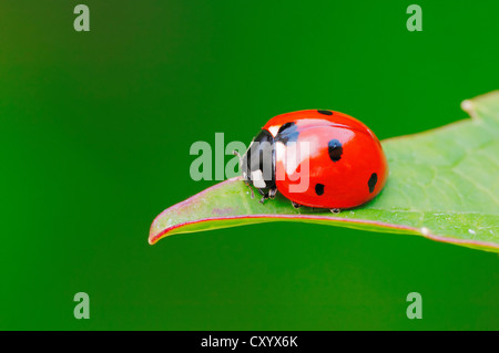 Sieben-Punkt-Marienkäfer (Coccinella Septempunctata), North Rhine-Westphalia Stockfoto